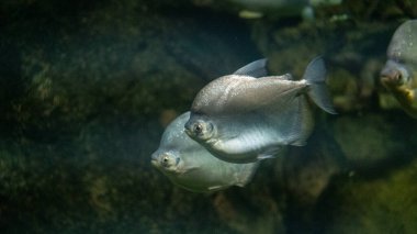 Suyun altında yüzen balıklara yakın çekim