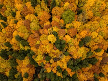 Bulgaristan 'daki parlak sonbahar ormanlarının insansız hava aracı görüntüsü