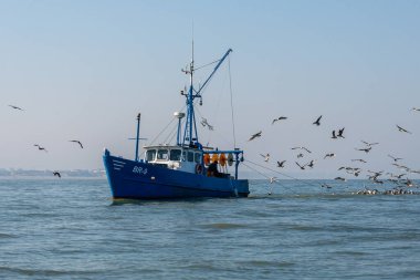 Nieuwpoort, Belçika yakınlarındaki denizde martılarla çevrili balıkçı teknesinde çalışan bir balıkçı.