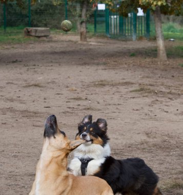 Parkta birbirleriyle oynayan farklı bir cins köpek.