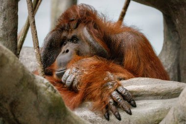 Bir orangutan maymunun yakın çekimi.