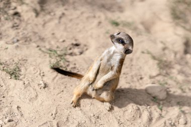 Kumdaki şirin bir lemurun yakın plan çekimi.