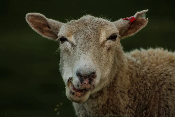 Ett Porträtt Får Betar Ett Fält Kvällen Med Suddig Bakgrund — Stockfoto