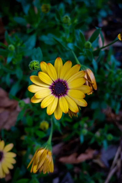 Vertical Top View Blooming Yellow African Daisy — Stock Photo, Image