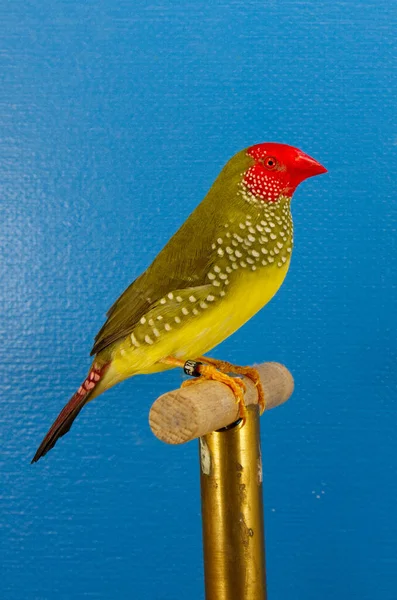 Vertikální Záběr Ptáka Amadina Stojícího Držáku Ptačího Stánku Modrém Pozadí — Stock fotografie