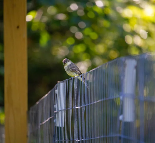 Closeup Spotted Flycatcher Sitting Fence — Stock Photo, Image