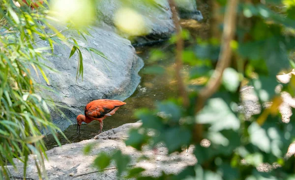 Close Ibis Scarlet Perto Rio — Fotografia de Stock