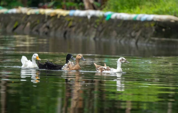 Ein Schwarm Enten Schwimmt Auf Einem Ruhigen Teich Mit Spiegelung — Stockfoto