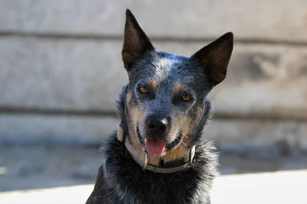 Primer Plano Perro Adorable Con Una Cara Manchada —  Fotos de Stock