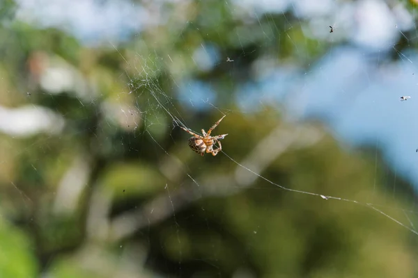 Primer Plano Una Caza Insectos Con Cielo Azul Árbol —  Fotos de Stock