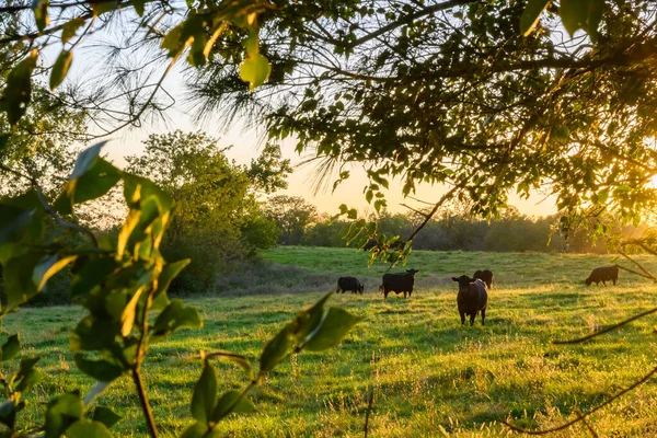 Herd Cows Grazing Green Field Dense Trees Sunset — Stock Photo, Image