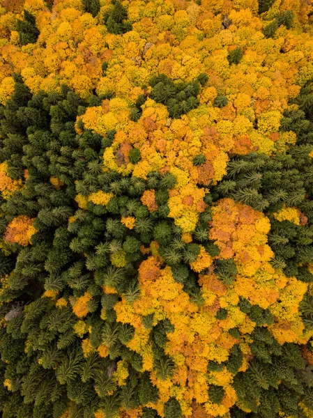 Μια Όμορφη Θέα Ενός Φθινοπωρινού Τοπίου Δέντρα Μια Ηλιόλουστη Μέρα — Φωτογραφία Αρχείου
