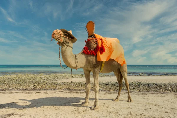 Прекрасный Снимок Верблюда Стоящего Песчаном Пляже Моря Солнечный День — стоковое фото