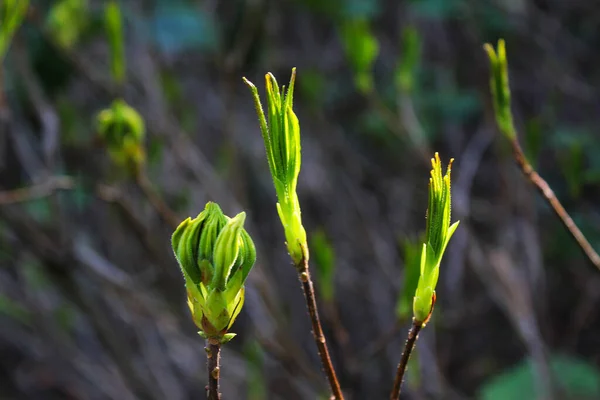 Tiro Close Uma Árvore Jovem Com Folhas Florescendo Durante Primavera — Fotografia de Stock