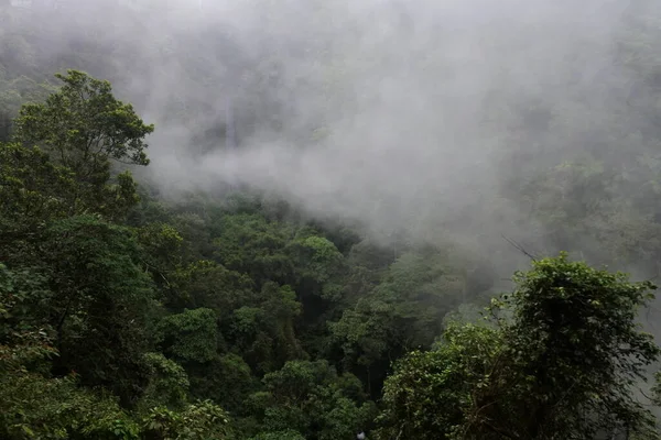 Belo Tiro Uma Floresta Sob Nevoeiro — Fotografia de Stock