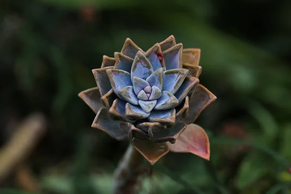 エキセビアの花の選択的焦点ショット — ストック写真