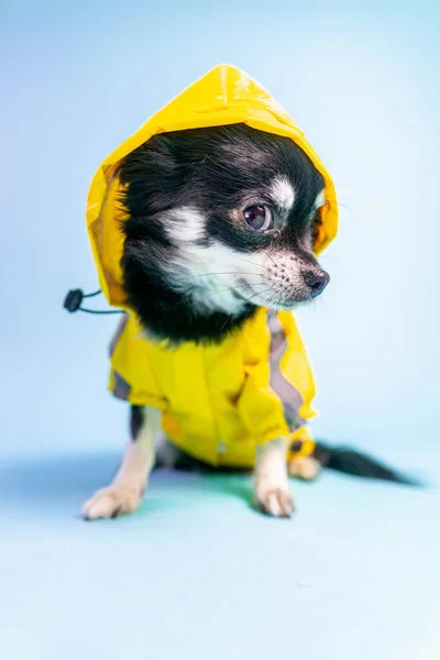 Eine Vertikale Nahaufnahme Eines Niedlichen Schwarzen Chihuahua Gelben Mantel Der — Stockfoto