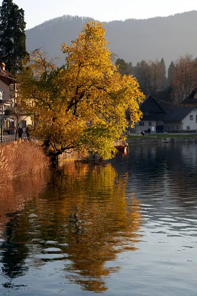 Die Ruhige Landschaft Eines Seebaumes Mit Goldenen Blättern Herbst Ljubljana — Stockfoto