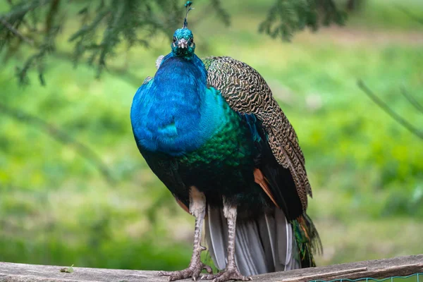 Una Toma Enfoque Superficial Hermoso Pavo Real Colorido Con Plumas —  Fotos de Stock