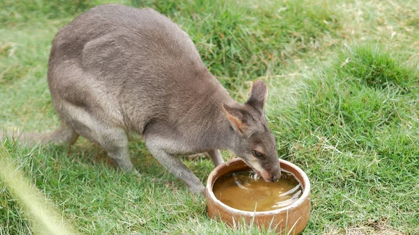 Hög Vinkel Utsikt Över Känguru Dricksvatten Cameron Highland Show Gård — Stockfoto