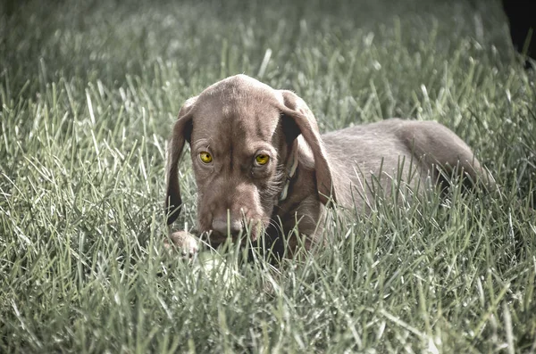 Big Brown Dog Yellow Eyes Long Ears Grassy Meadow — Stock Photo, Image