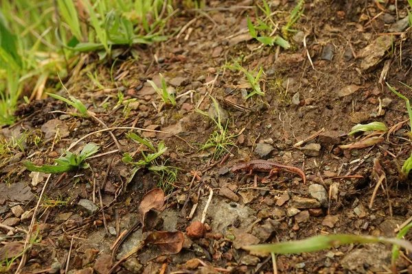 Close Uma Juvenil Ensatina Eschscholtzii Salamandra Sentado Uma Colina Meio — Fotografia de Stock