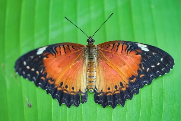 Gros Plan Papillon Dans Jardin Pendant Journée — Photo