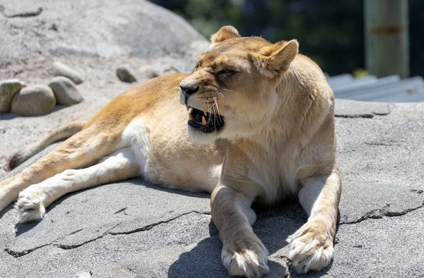 动物园里一只母狮躺在石头上 — 图库照片