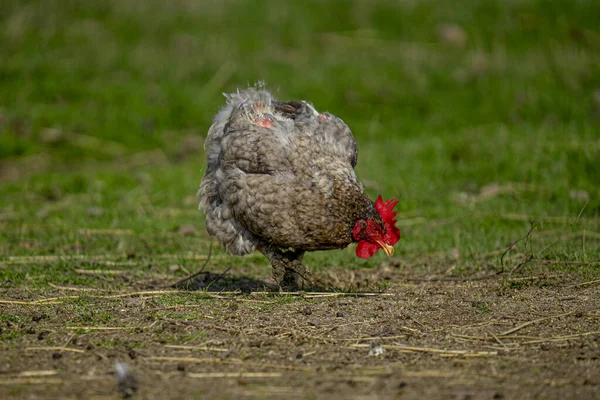 Domestic Hen Searching Food Farm Blurred Background — Stock Photo, Image