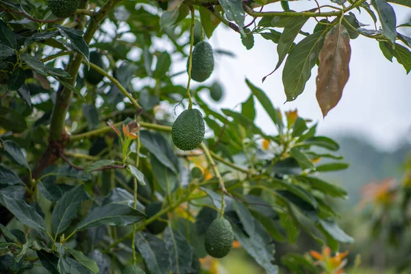 Een Closeup Van Hass Avocado Groeiend Een Boom — Stockfoto