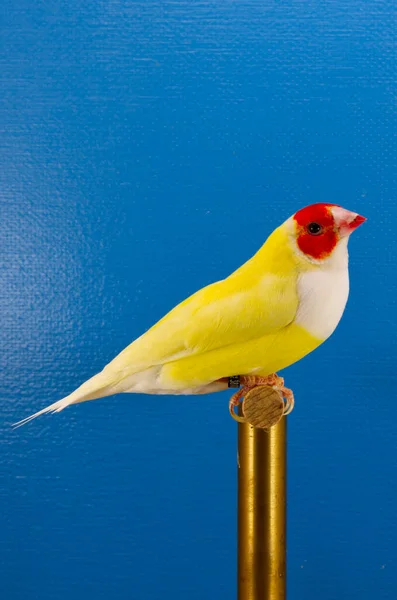Vertikální Záběr Ptáka Amadina Stojícího Držáku Ptačího Stánku Modrém Pozadí — Stock fotografie