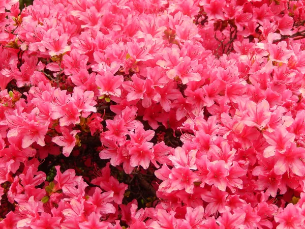 Крупный План Розового Цветочного Поля — стоковое фото