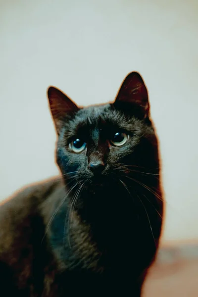 Primer Plano Gato Negro Contra Una Pared Blanca —  Fotos de Stock