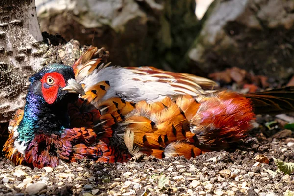 Een Close Shot Van Een Chinese Bonte Fazant Vogel Zittend — Stockfoto