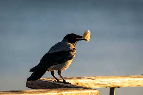Cuervo Negro Con Pedazo Pan Posado Sobre Una Superficie Madera —  Fotos de Stock