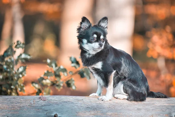 Cachorrinho Chihuahua Adorável Sentado Livre — Fotografia de Stock