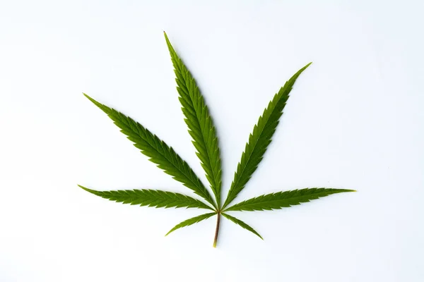 Close Folha Cannabis Isolado Fundo Branco — Fotografia de Stock
