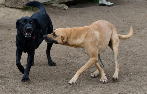 Uma Raça Diferente Cães Brincando Uns Com Outros — Fotografia de Stock