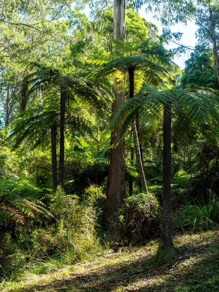 Plan Vertical Une Forêt Tropicale Verte Avec Des Palmiers — Photo