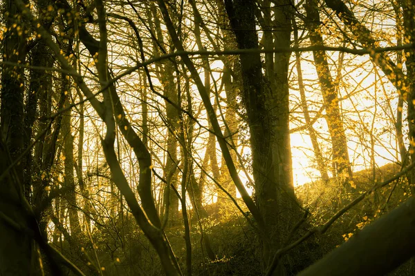 Sol Noite Tiro Baixo Está Brilhando Através Das Árvores Floresta — Fotografia de Stock