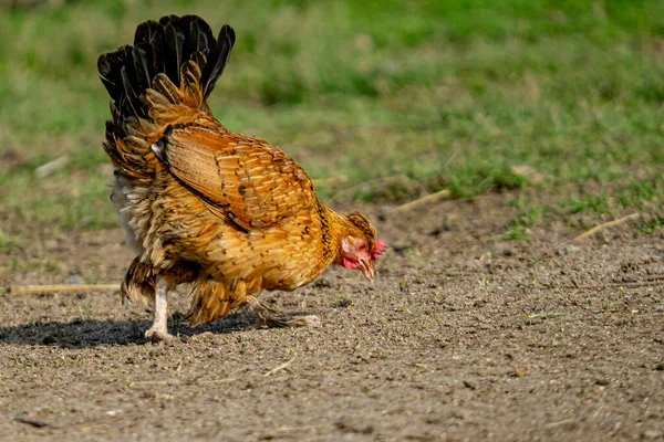 Primer Plano Pollo Marrón Caminando Campo Verde —  Fotos de Stock