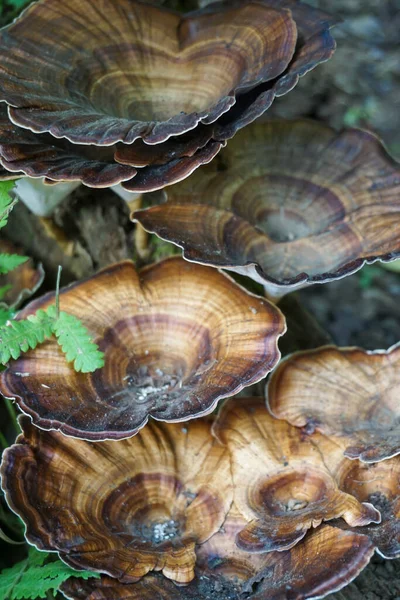 Plano Vertical Hongos Lacados Polypore Del Género Ganoderma — Foto de Stock