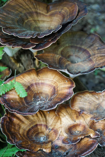 A vertical shot of Polypore lacquered Fungus of the genus Ganoderma