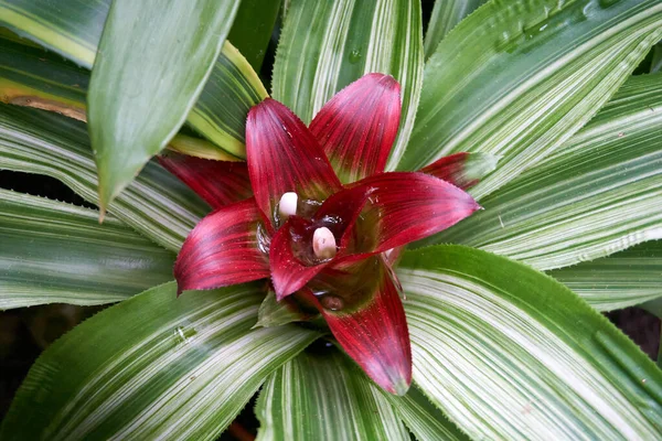 Neoregelia Çiçekli Bir Bitkinin Yakın Çekimi — Stok fotoğraf