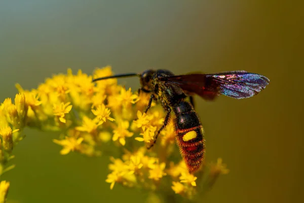 Closeup Bee Yellow Flower Garden — Photo