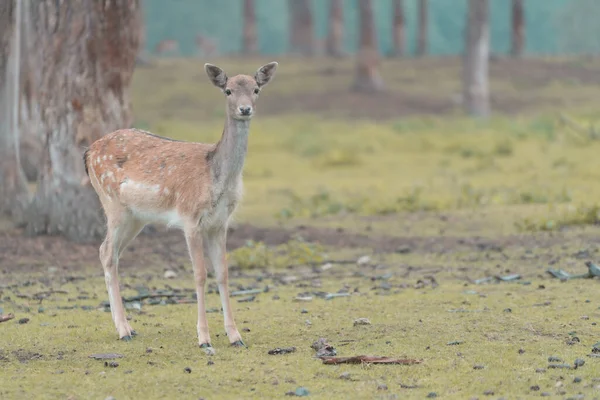 Capriolo Campo Erba Nel Deserto — Foto Stock