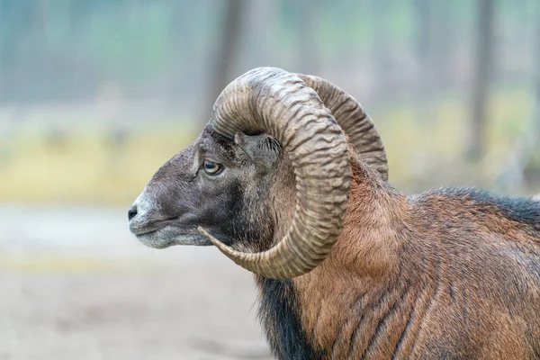 Avrupalı erkek bir mouflon, Ovis aries musimon 'a yakın çekim.