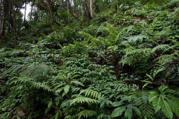 日中は森の中の植物の美しいショット — ストック写真