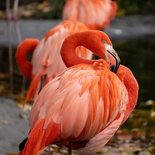 Eine Nahaufnahme Von Schönen Flamingos — Stockfoto