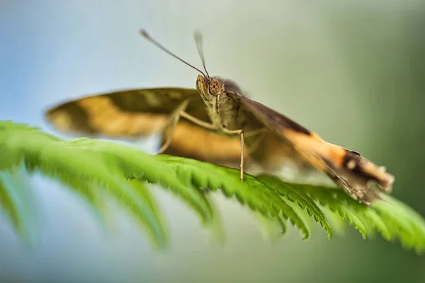日中に庭で蝶のクローズアップショット — ストック写真